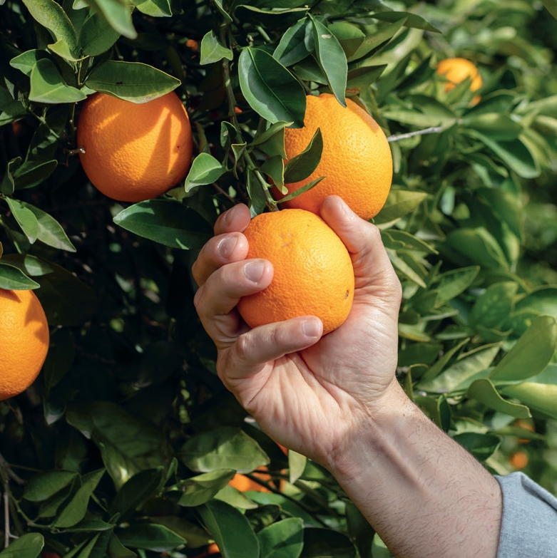 Cueillette d’oranges mûres sur l’arbre