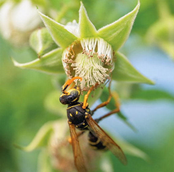 Abeille butinant, illustration des engagements environnementaux