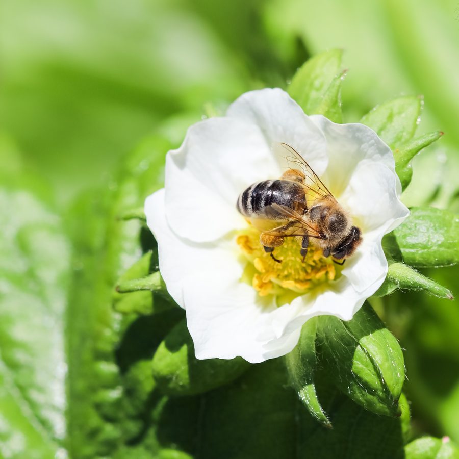 Abeille butinant une fleur de fraisier