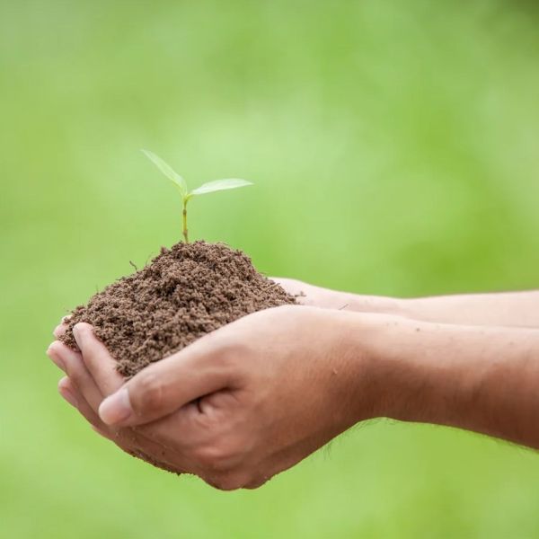 Mains tenant une jeune pousse dans la terre