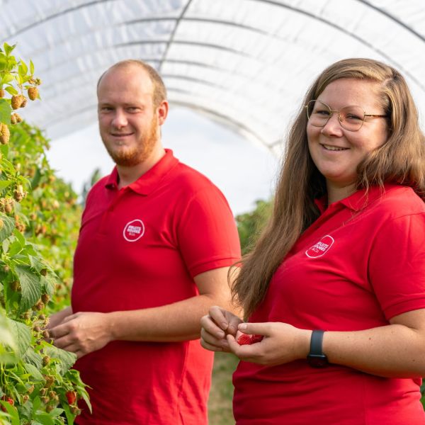 Deux producteurs partenaires de fraises dans leur serre