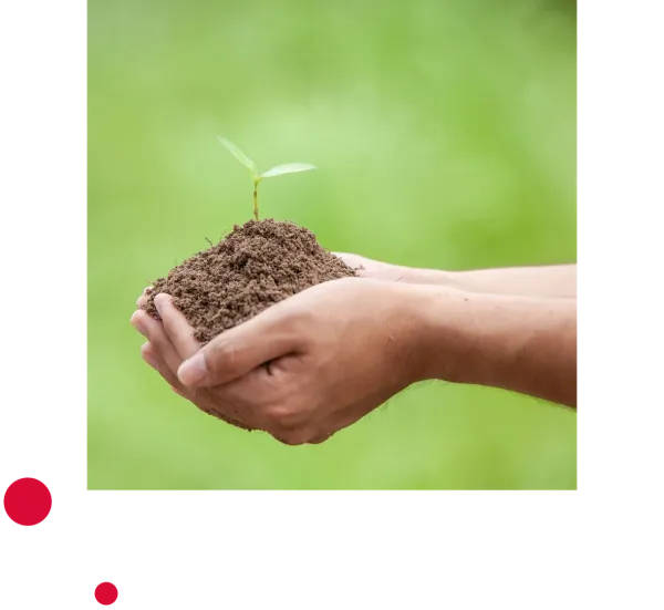 Mains tenant une jeune pousse dans la terre