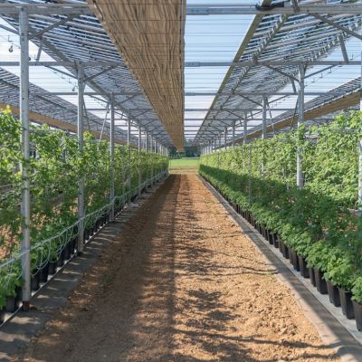 Allée de framboisiers sous les abris agrivoltaïques du CAMPUS Fruits Rouges