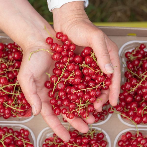 Groseilles rouges fraîchement cueillies dans le creux des mains