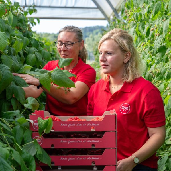 producteurs de framboises