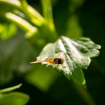 Syrphe posé sur une feuille au CAMPUS Fruits Rouges