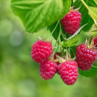 La framboise