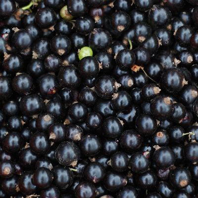 Cassis