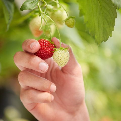 Fraises fraîchement récoltées