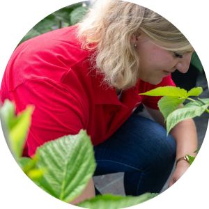 Productrice partenaire cueillant des framboises